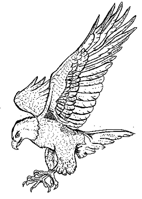 Peregrine falcon coloring pages