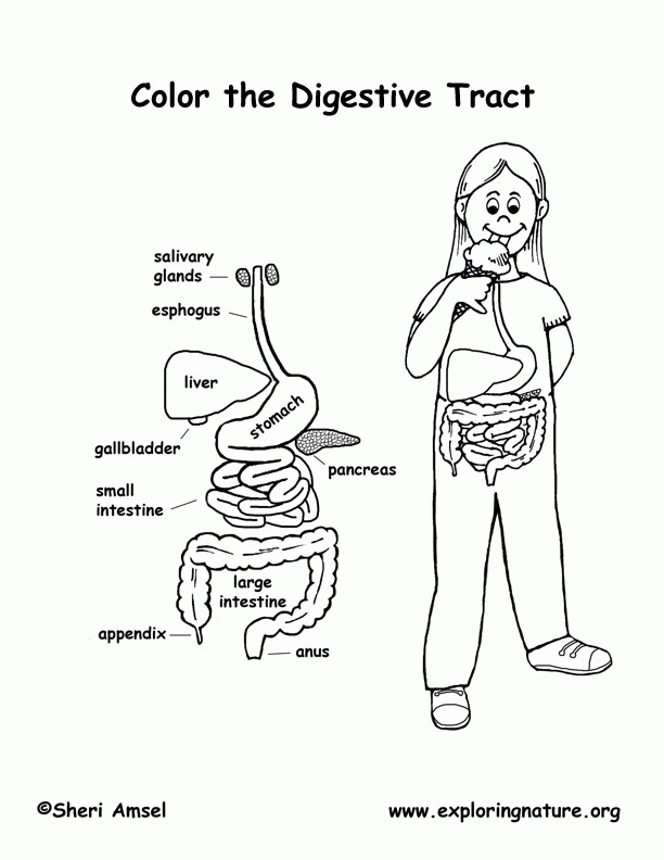 Digestive System Organs Coloring Page (Younger Students)