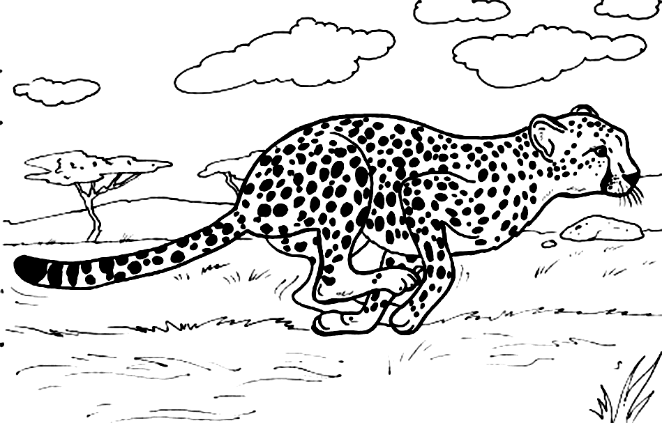 Cheetah Coloring Pages | Free Coloring Pages