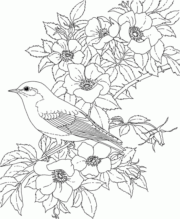 blue bird coloring page | Coloring Picture HD For Kids | Fransus 