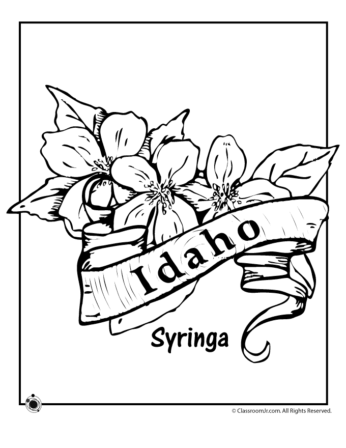 Idaho State Flower Coloring Page (With images) | Flower coloring ...