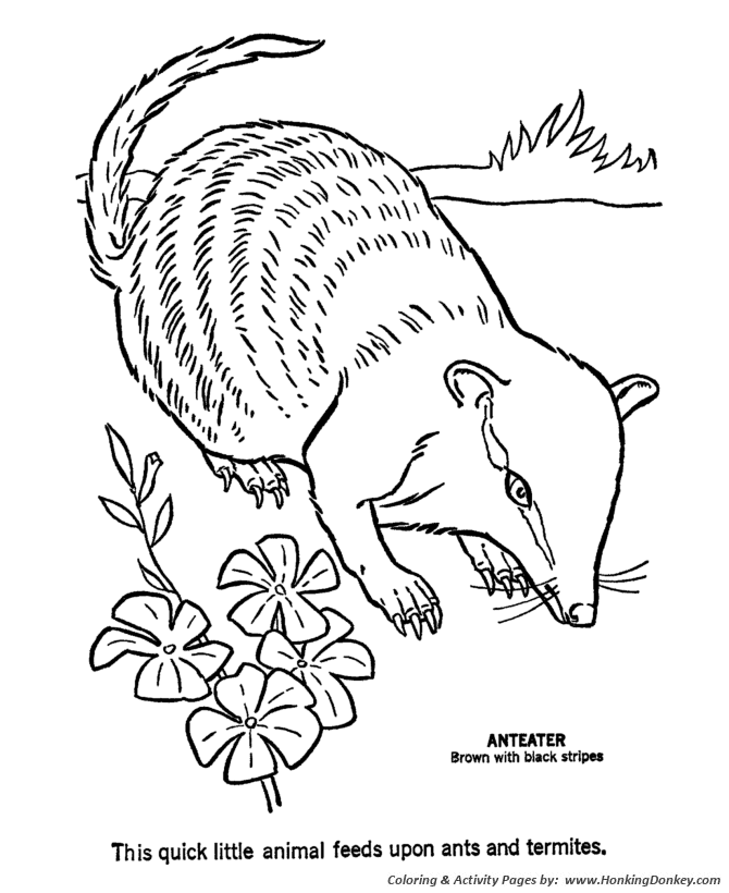 Anteater Coloring Pages Cake Ideas and Designs