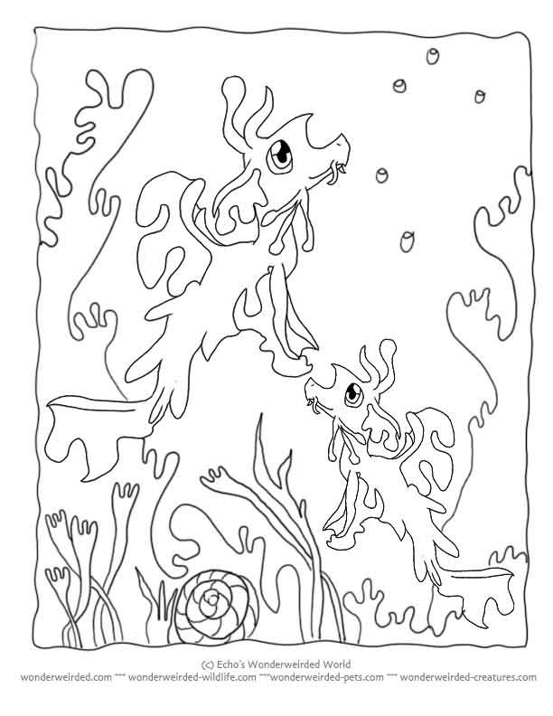 Printable Cartoon Coloring Pages Seahorse Seadragon,Echo's Cartoon 