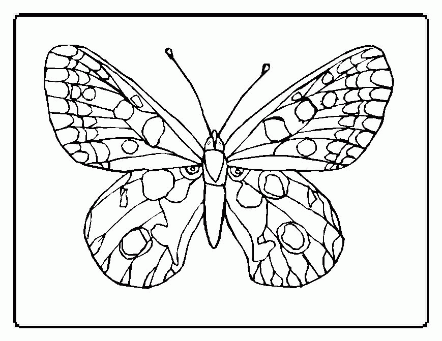 butterflies coloring pages for adults : Printable Coloring Sheet 