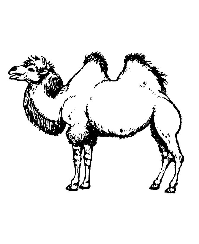 Free Printable Camel Coloring Pages For Kids