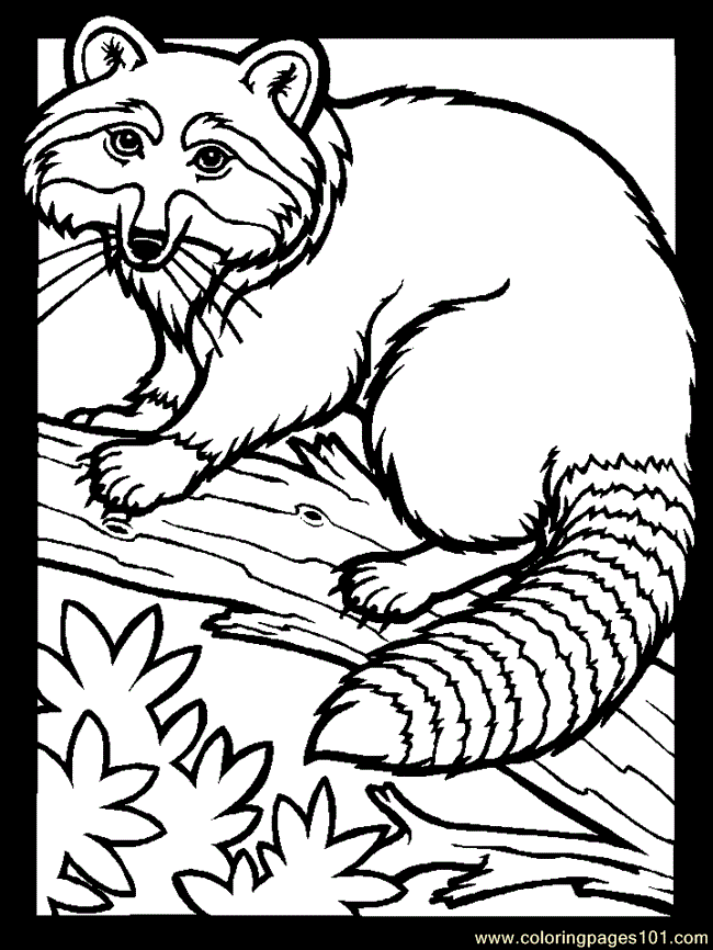 coloring-pages-of-raccoons-341.jpg