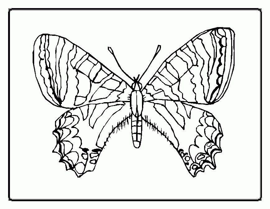 Butterfly Coloring Pages