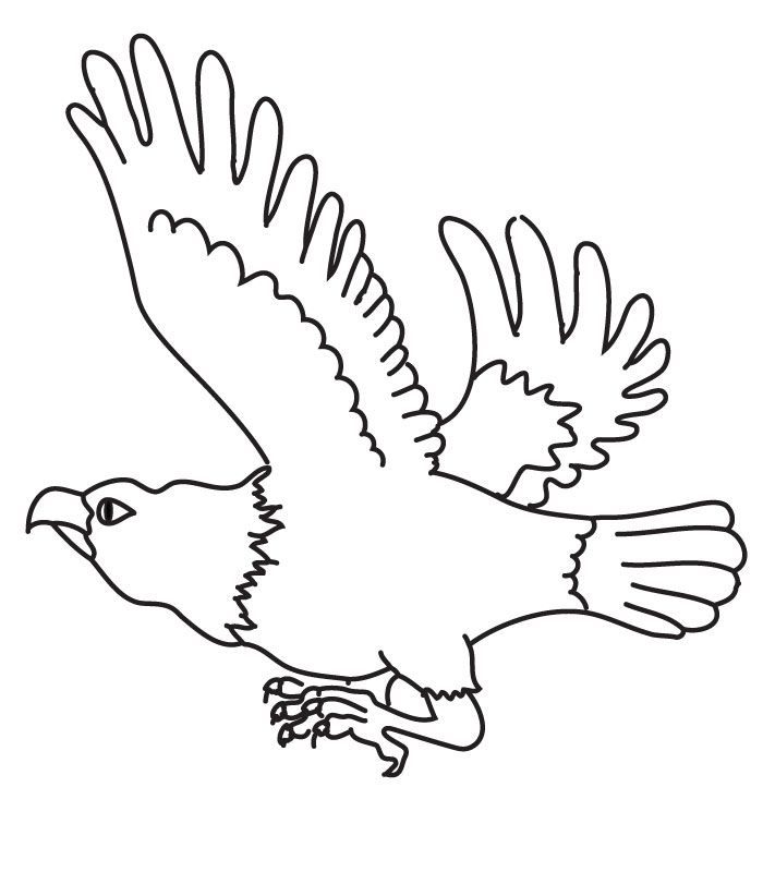 Eagles Coloring Page | Animal Coloring Pages | Kids Coloring Pages 