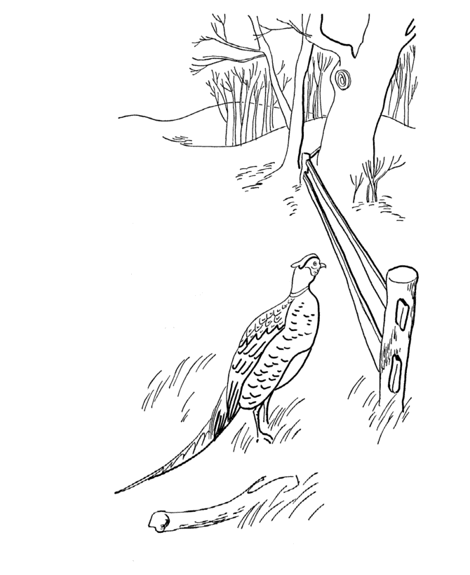 A Wild Pheasant in a Field | Fall coloring sheets, Bird coloring pages, Coloring  pages