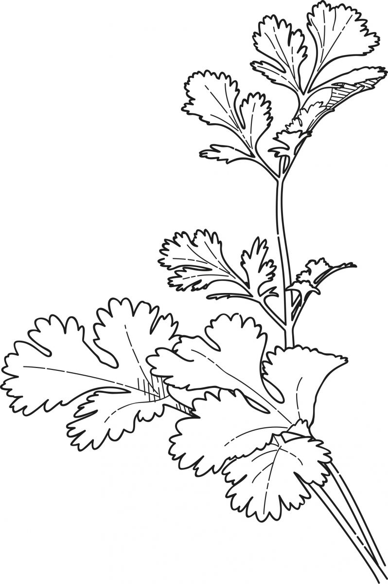 cilantro - Google Search | Раскраски, Иллюстрации чернилами, Бесплатные  раскраски