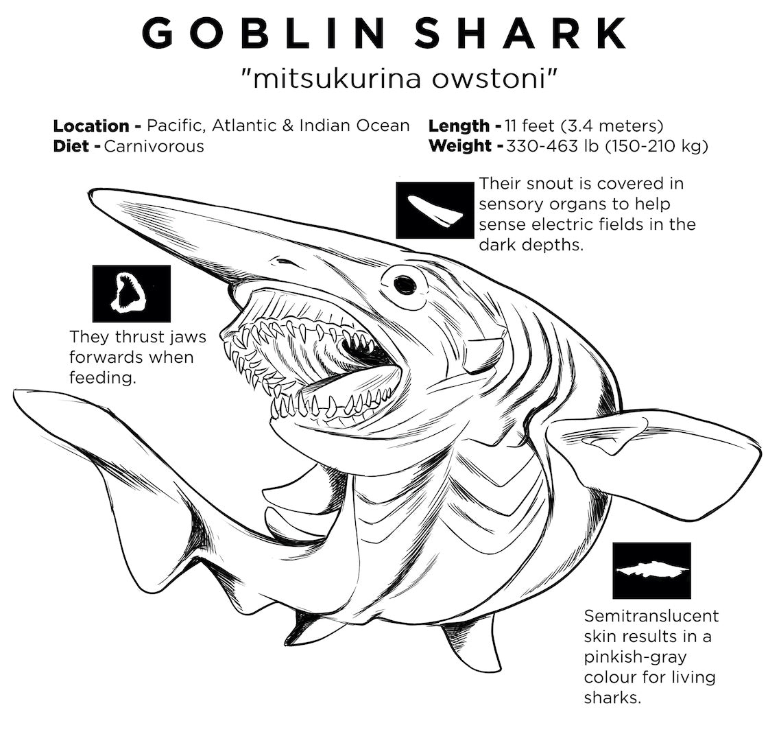 Goblin Shark Profile Unisex T-Shirt – Gage Beasley