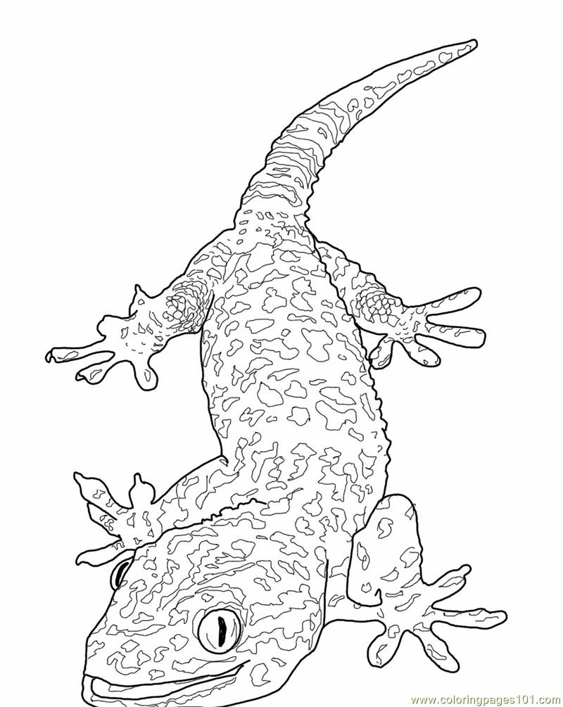 Tokay gecko lizard Coloring Page for Kids - Free Lizard Printable Coloring  Pages Online for Kids - ColoringPages101.com | Coloring Pages for Kids