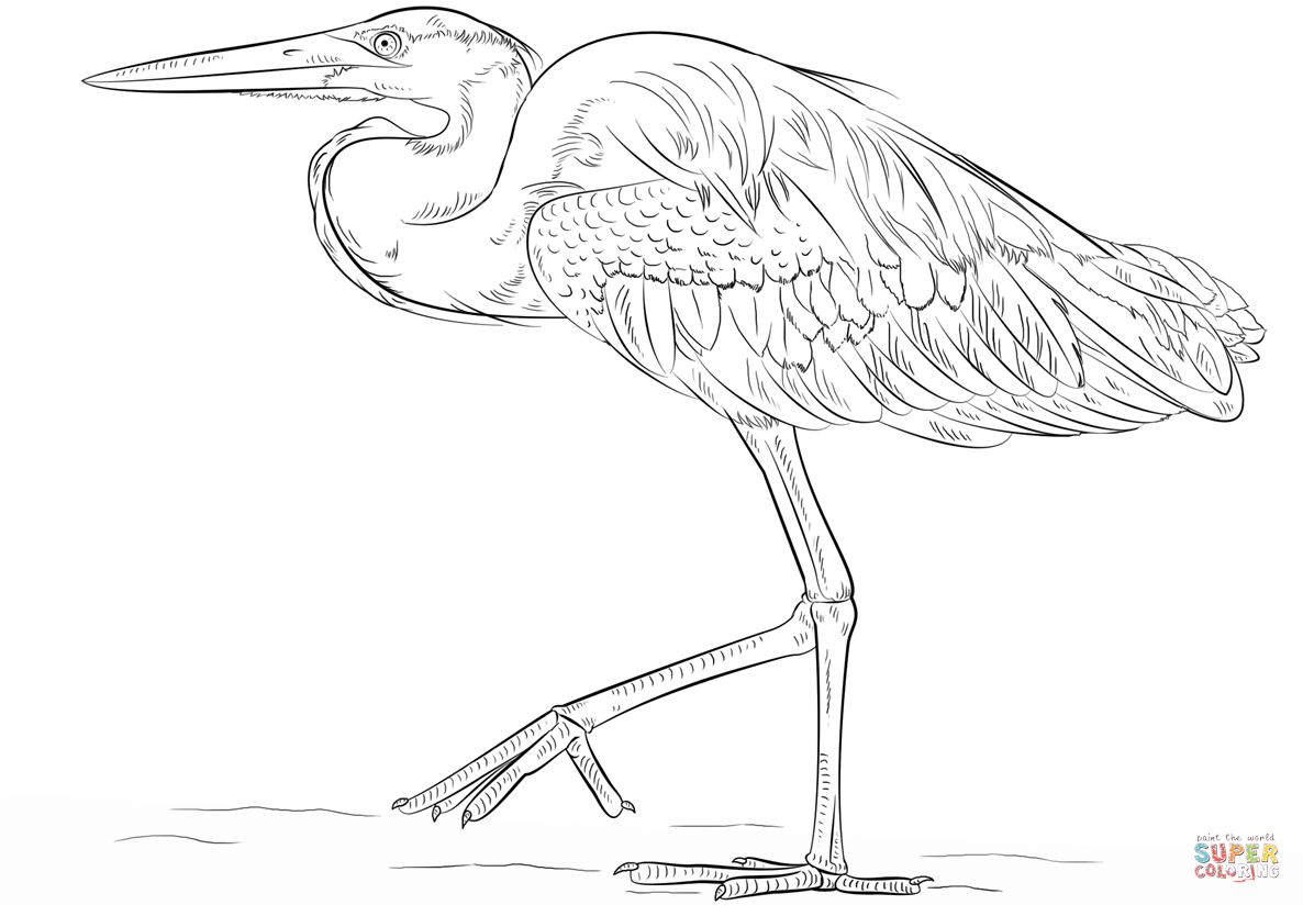 Great Blue Heron coloring page | Free Printable Coloring Pages