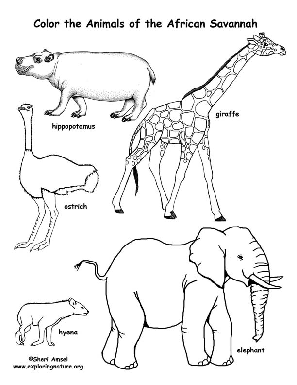 African Animals Coloring Pages - GetColoringPages.com