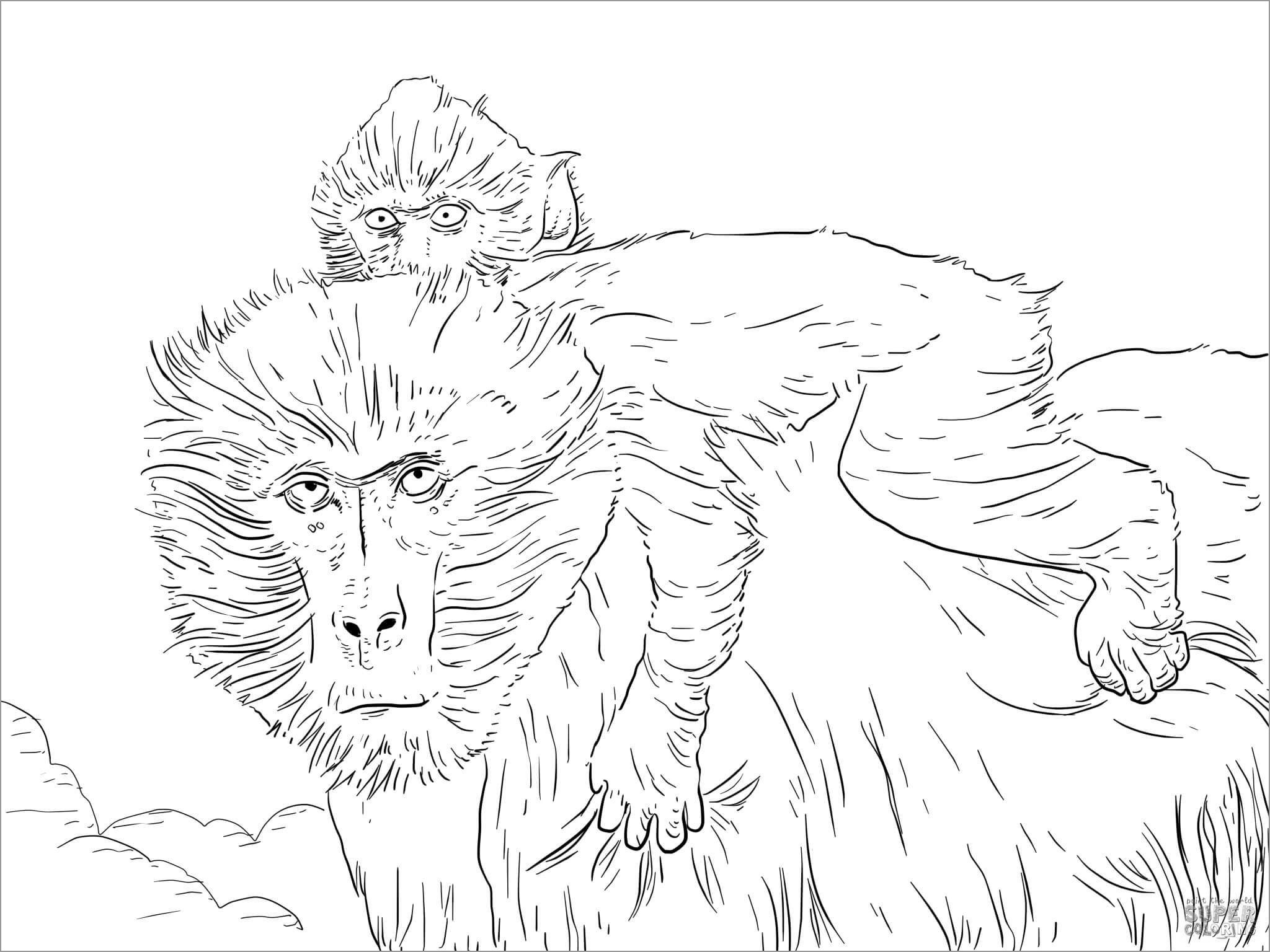 Printable Realistic Baboon Moms and Baby Coloring Pages - ColoringBay