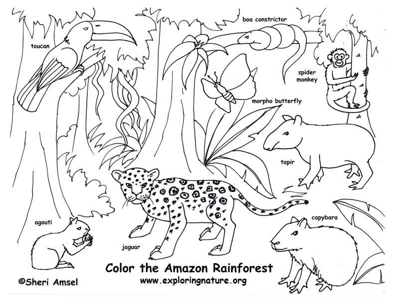 Rain Forest Animals - Coloring Pages for Kids and for Adults