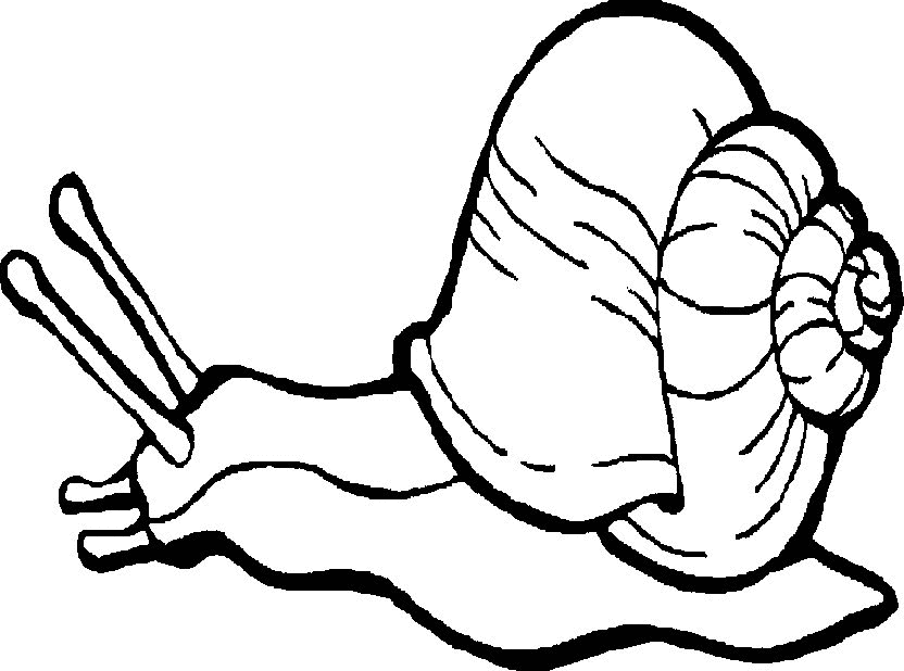 Coloring Page - Snail animal coloring pages 8