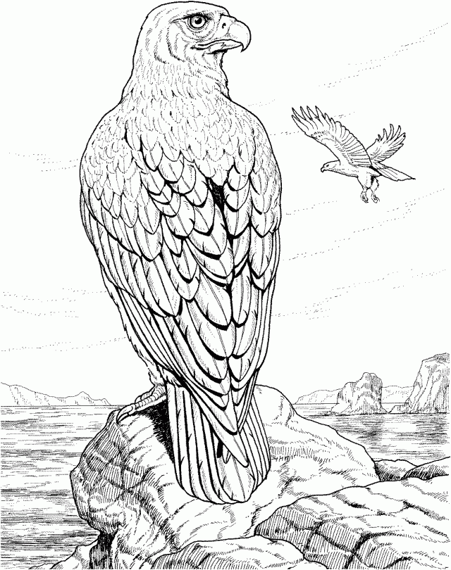 Free Eagle Coloring Pages 177567 Coloring Pages Of Eagles