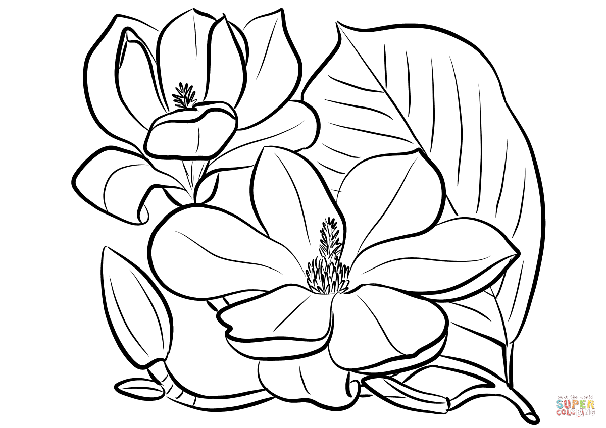 Southern Magnolia coloring page | Free Printable Coloring Pages | Coloring  pages, Flower coloring pages, Flower art painting