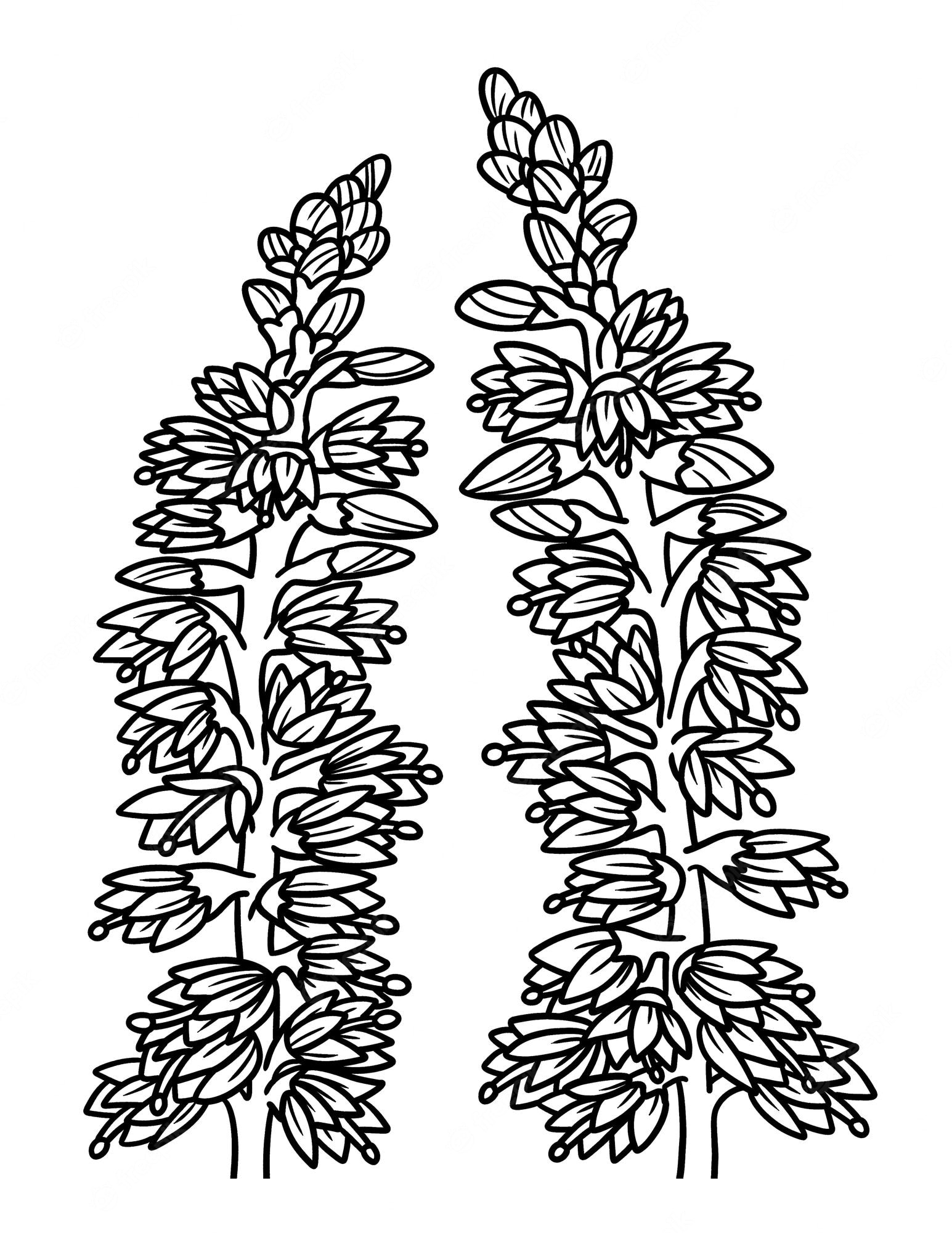 Premium Vector | Heather flower coloring page for adults