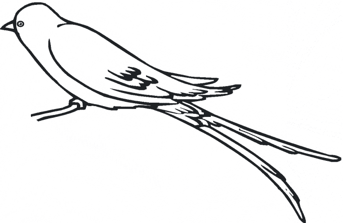 Swallow coloring page - Animals Town - Free Swallow color sheet