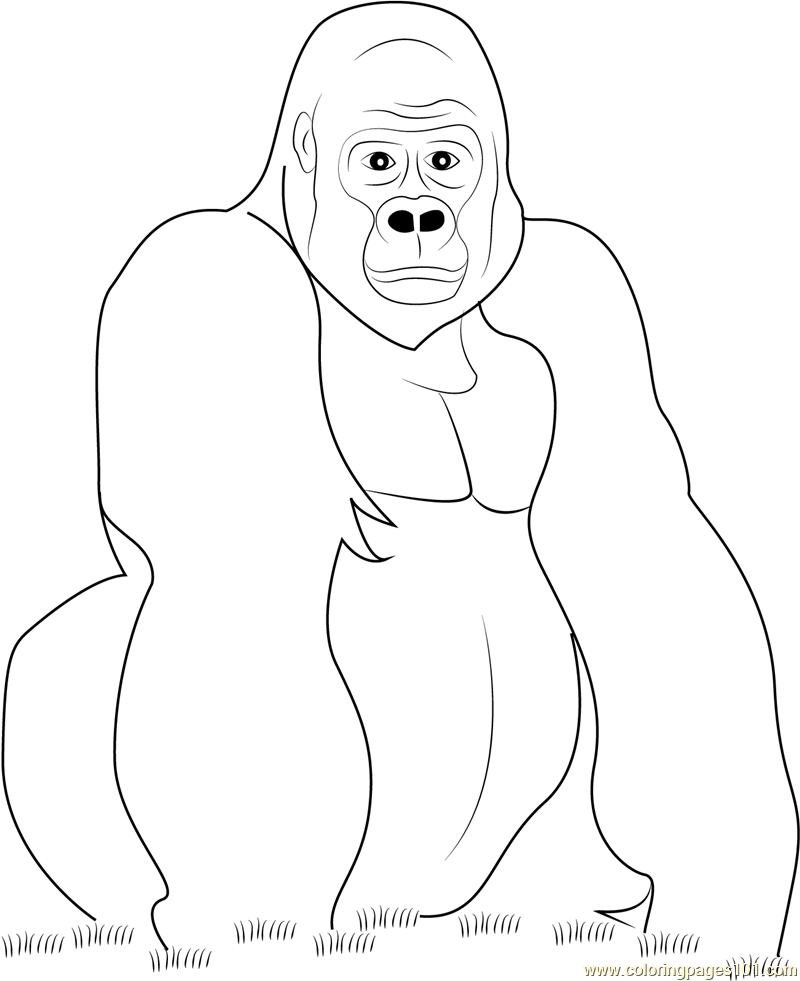Gorilla Look at You Coloring Page - Free Gorilla Coloring Pages ...