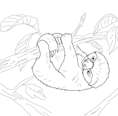Baby Sloth coloring page | Free Printable Coloring Pages