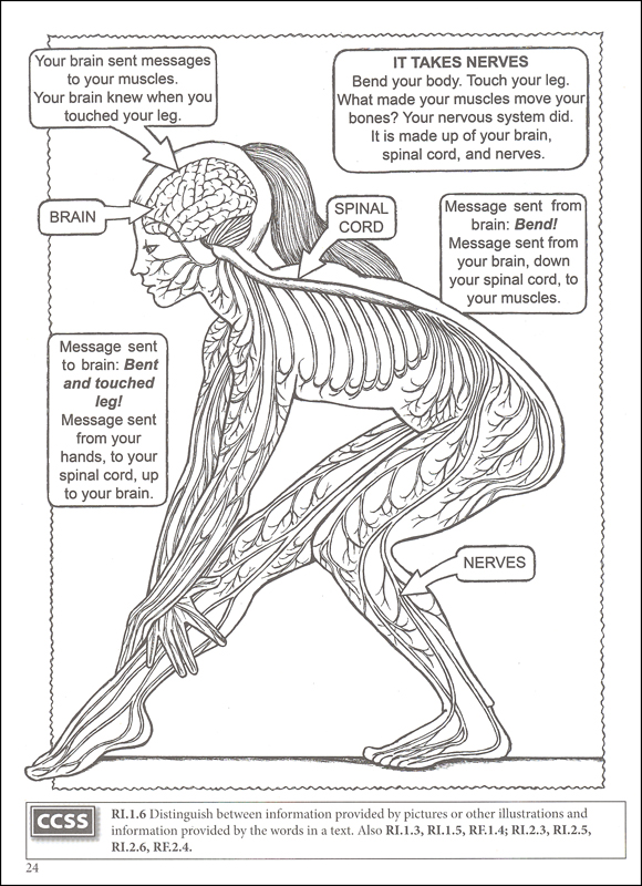 My First Human Body Coloring Book (Boost Series) | Dover Publications |  9780486494104