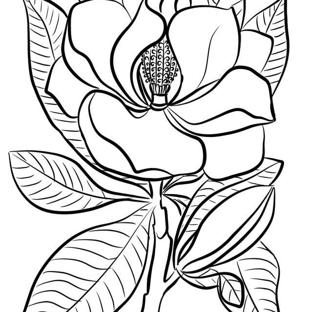 Coloring pages: Magnolia, printable for kids & adults, free to download