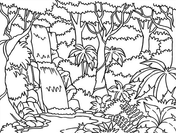 Beautiful Rainforest Coloring Page - Download & Print Online Coloring Pages  for Free | Color Nimbus | Selva dibujo, Paisajes de la selva, Imagenes de  la selva
