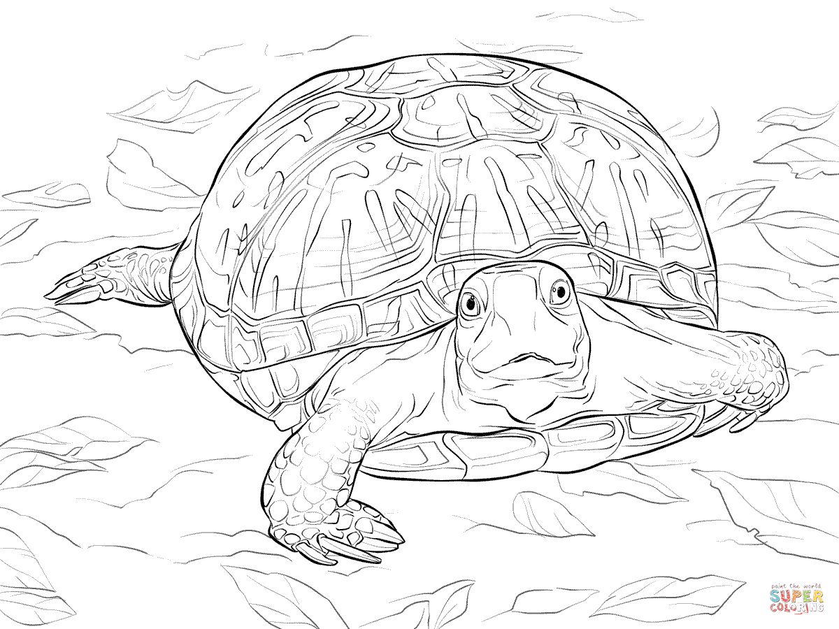 Realistic Ornate Box Turtle coloring page | Free Printable Coloring Pages