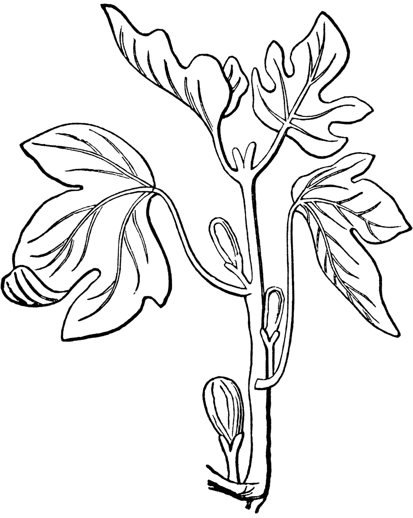 Fig Tree | ClipArt ETC