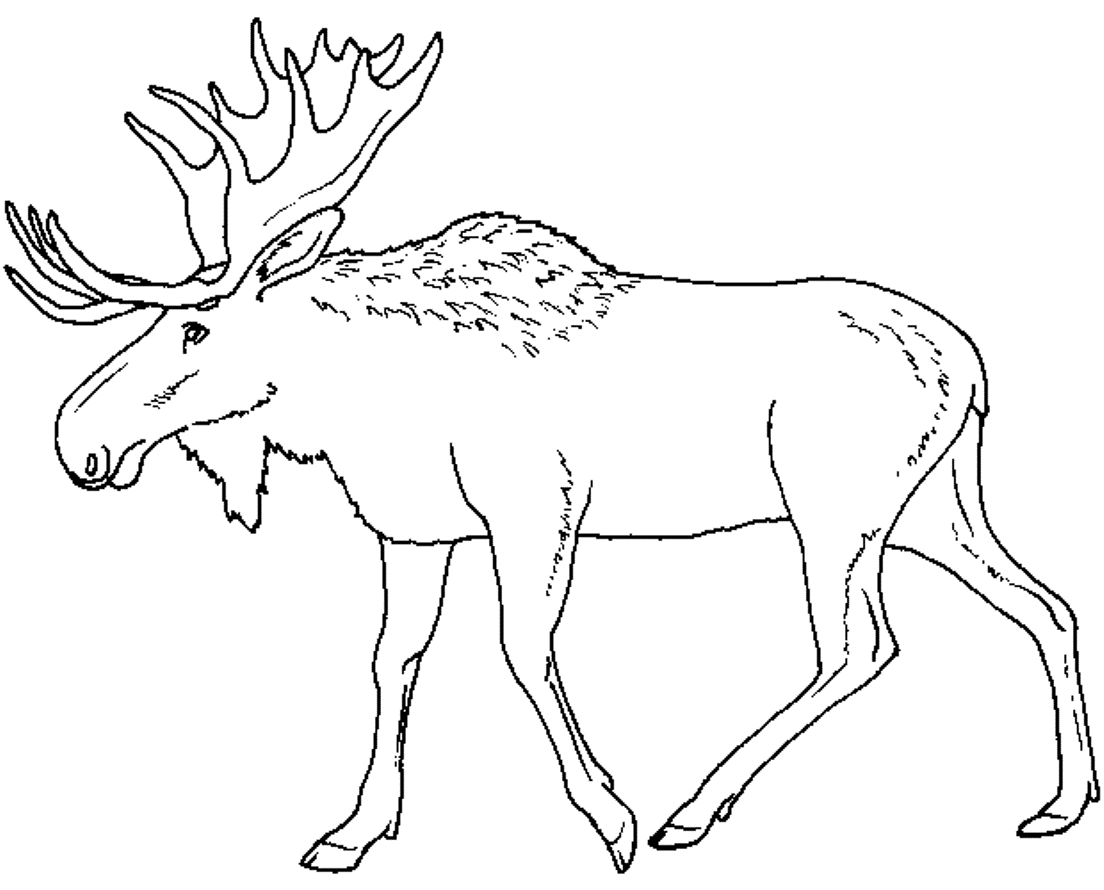 Animal Coloring Pages Moose - Coloring Pages For All Ages