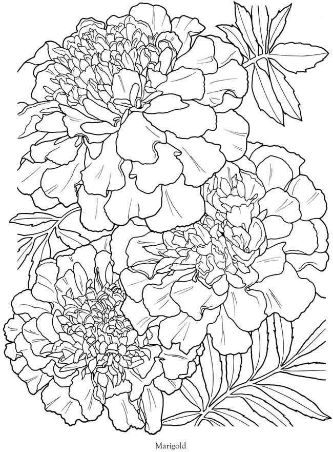Marigold: Flor de los Muertos, coloring page | Flores para colorir,  Desenhos para tatuagem, Desenho de flor