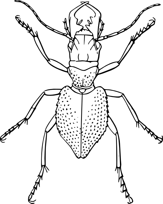 Clipart - Manticora tuberculata