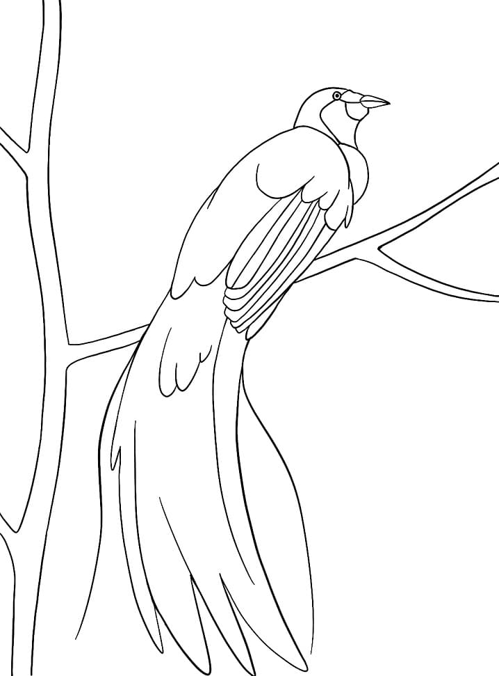 Bird of Paradise 1 Coloring Page - Free Printable Coloring Pages for Kids