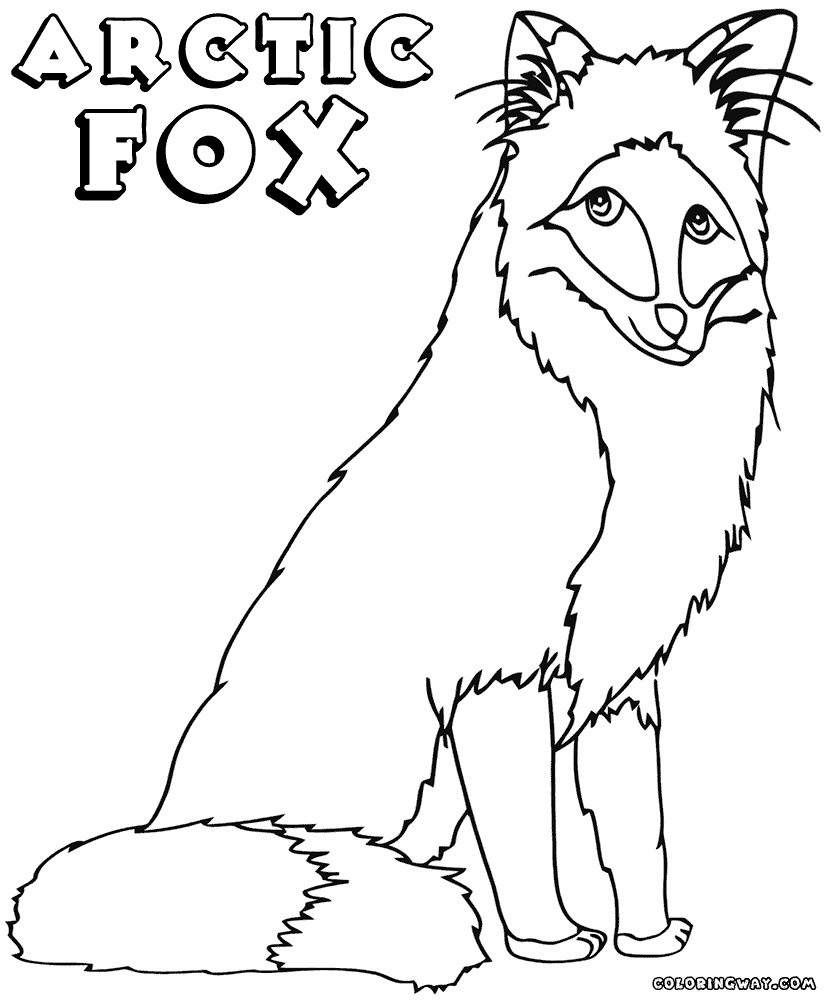 Fox coloring pages | Coloring pages to download and print