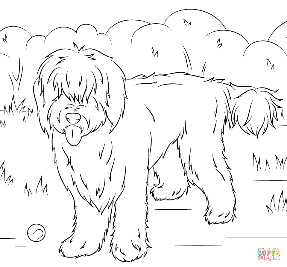 Australian Labradoodle coloring page | Free Printable Coloring Pages