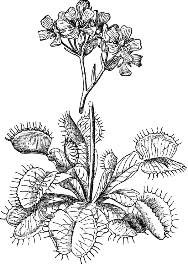 Free Venus Flytrap Coloring Pages Printable PDF - Coloringfolder.com