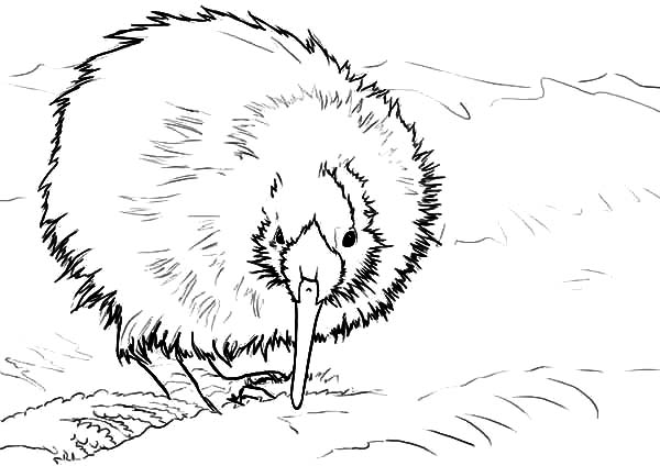 New Zealand Kiwi Bird Coloring Pages - Download & Print Online Coloring  Pages for Free | Color Nimbus