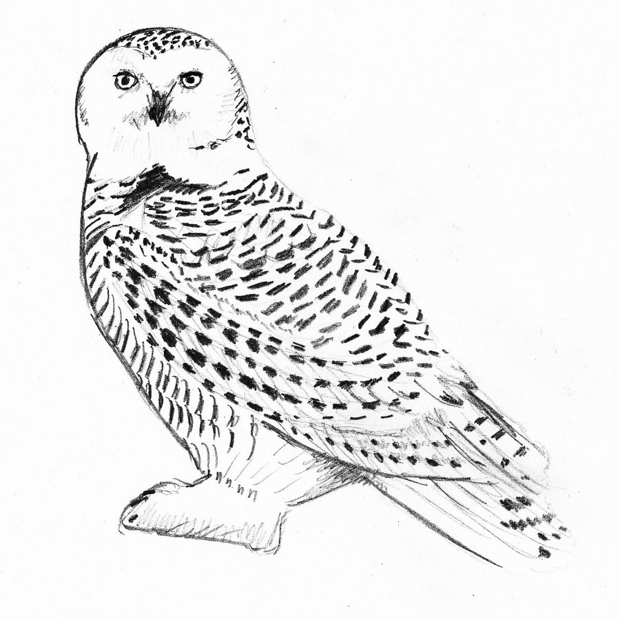 Harry potter coloring pages hedwig