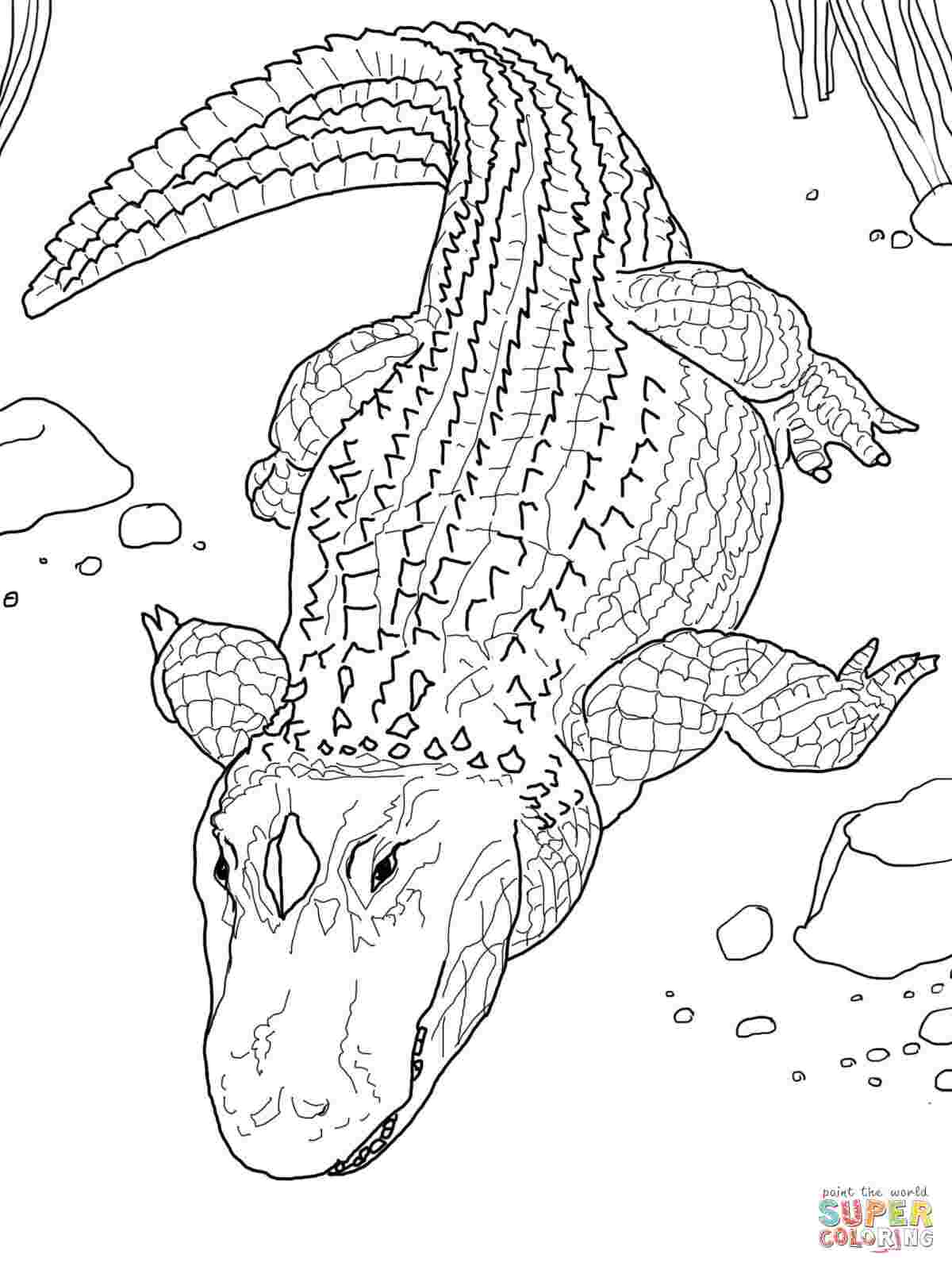 Coloring : Fun Games Chhota Bheem Colouring Pages Printable Christmas Sheets  Kwanzaa Detailed For Kids Lol Dolls Sports Kindergarten Angel Disney Adult  Year Olds Pilgrim Outer Girls Ages 11 Reading Is ~  Americangrassrootscoalition