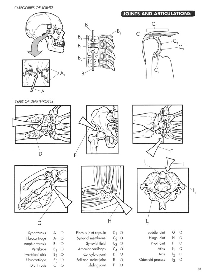 Anatomy Coloring Workbook, Fourth Edition: 9780451487872 ...