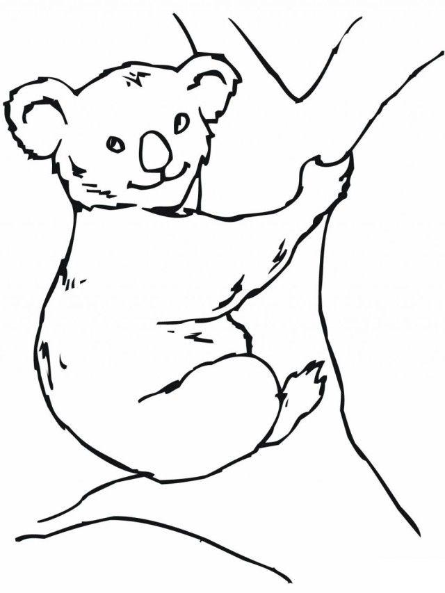Funny Koala Bear Coloring Pages For Kids | Laptopezine.