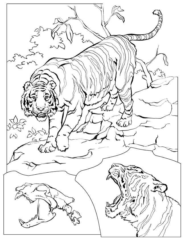 Lions & Tigers Coloring Pages Free Printable Download | Coloring 