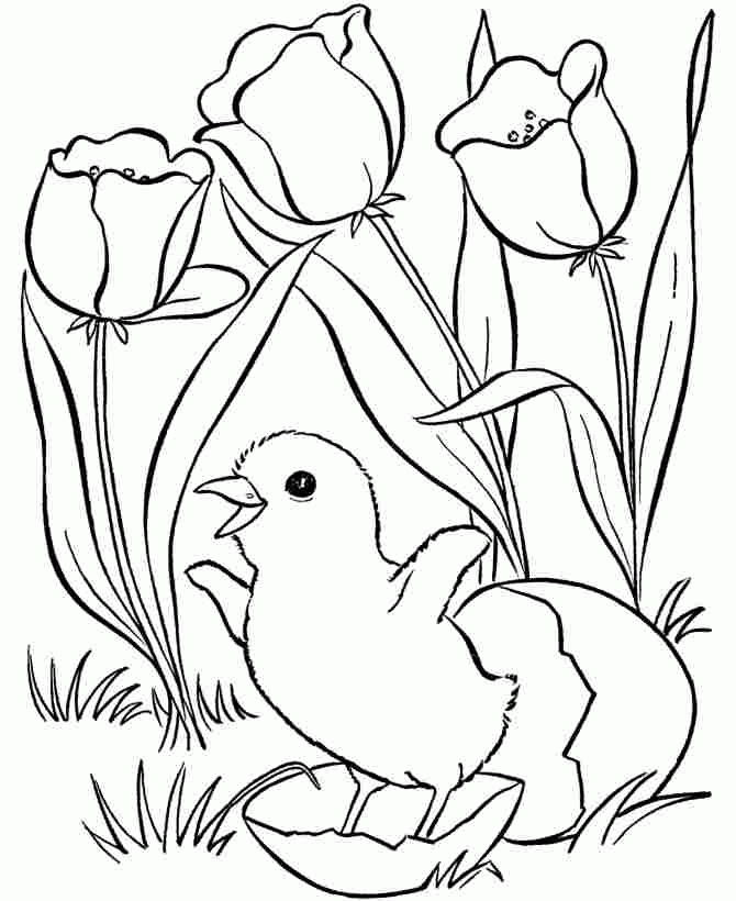 Printable Free Easter Chick Colouring Pages For Kindergarten #