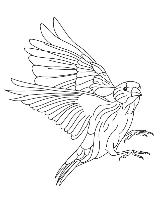 American Goldfinch Colouring Pages (page 2)