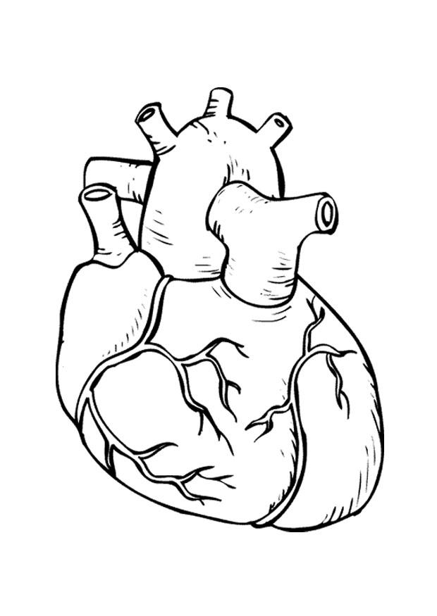 Human Heart Coloring Page Images & Pictures - Becuo