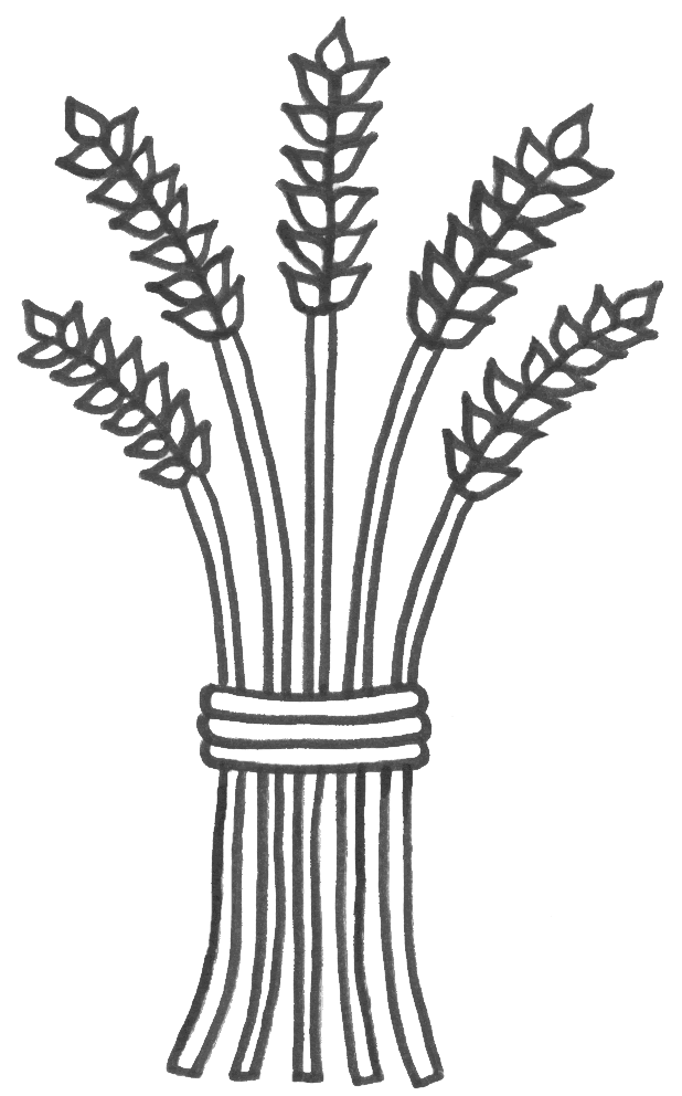 wheat for Naomi and Ruth project | Ruth and Naomi