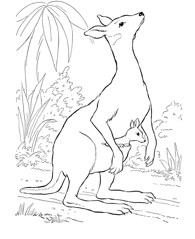 Get Kangaroo Coloring Pages For Kids | Coloring Pages